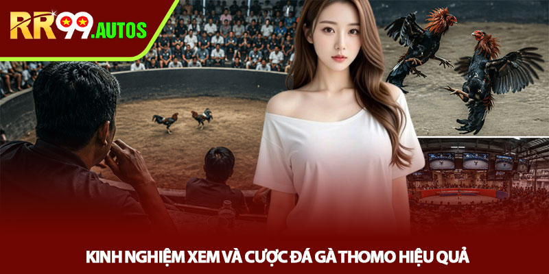 Review trường gà Thomo - Góc nhìn thực chiến tại RR99 4 Kinh nghiệm xem và cược đá gà Thomo hiệu quả