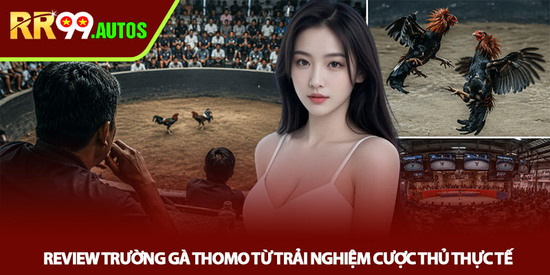 Review trường gà Thomo - Góc nhìn thực chiến tại RR99 3 Review trường gà Thomo từ trải nghiệm cược thủ thực tế