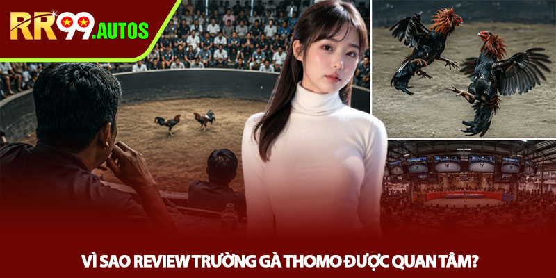 Review trường gà Thomo - Góc nhìn thực chiến tại RR99 2 Vi sao review truong ga Thomo duoc quan tam
